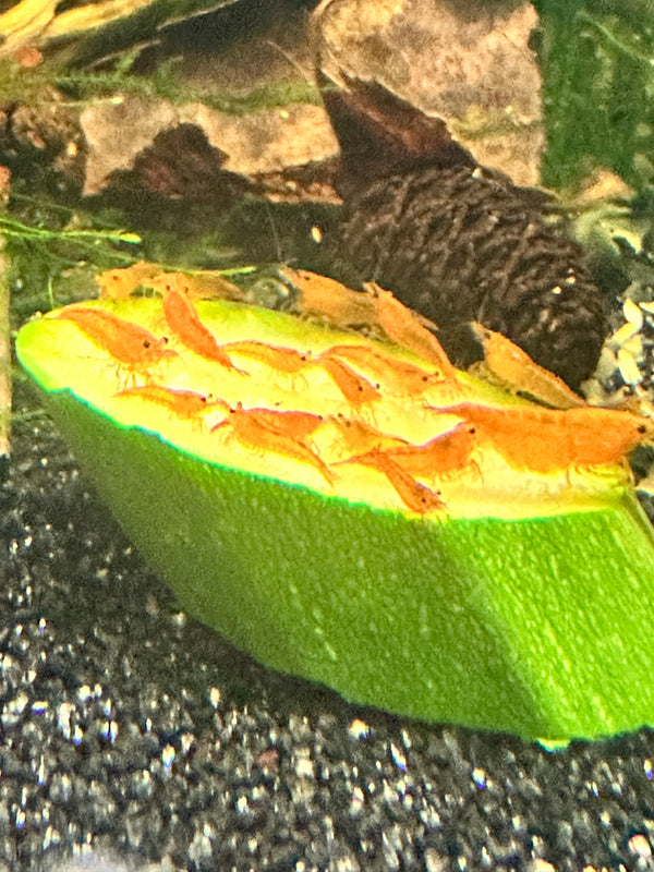 Absolute Shrimp